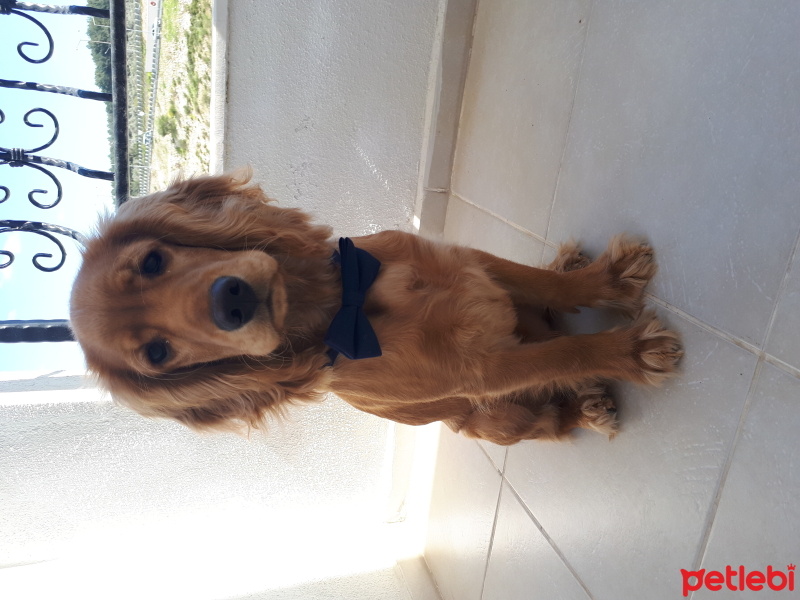 Amerikan Cocker Spaniel, Köpek  Kafi fotoğrafı