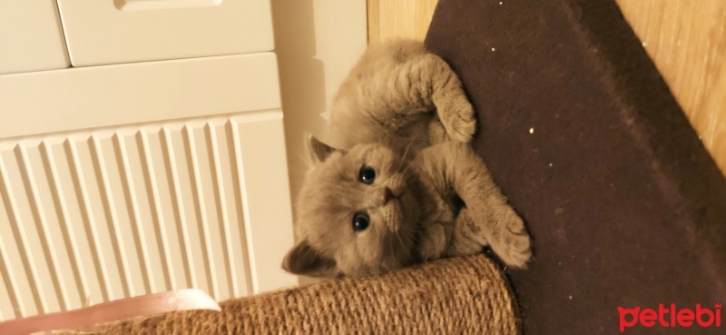 British Shorthair, Kedi  Zilli fotoğrafı