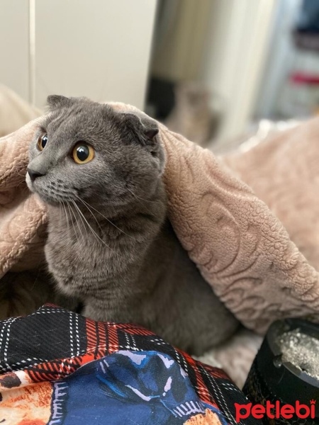 Scottish Fold, Kedi  Suffle fotoğrafı