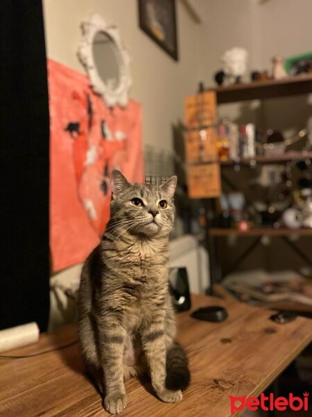 British Shorthair, Kedi  Mercan fotoğrafı