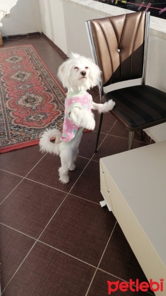 Maltese, Köpek  Fıstık fotoğrafı