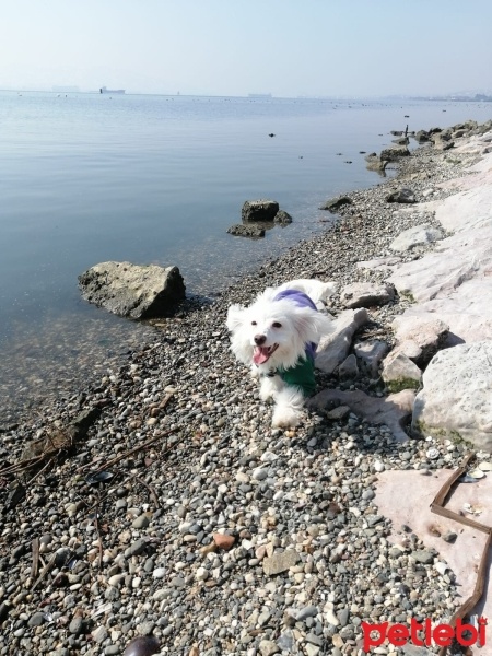 Maltese, Köpek  Fıstık fotoğrafı