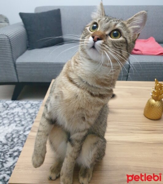 Tekir Kedi, Kedi  Hena fotoğrafı