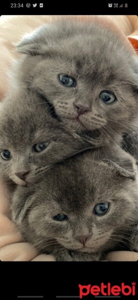 British Shorthair, Kedi  Nunigimin yavruları fotoğrafı