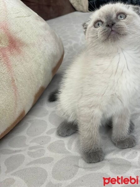 American Shorthair, Kedi  Colman fotoğrafı