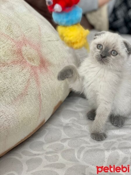 American Shorthair, Kedi  Colman fotoğrafı