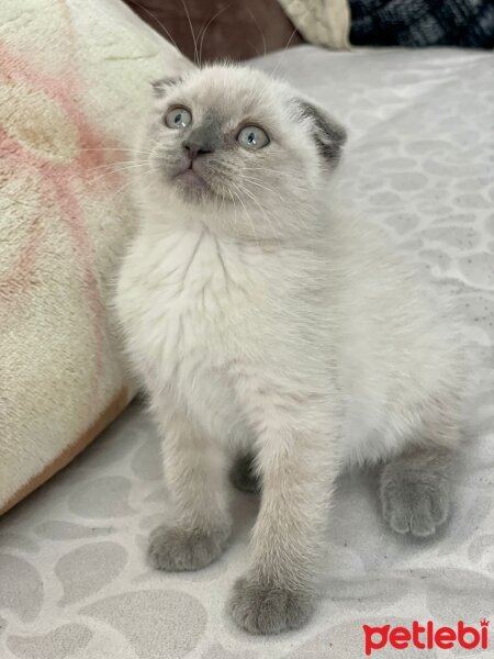 American Shorthair, Kedi  Colman fotoğrafı