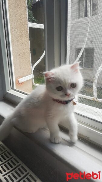 Scottish Fold, Kedi  mia fotoğrafı