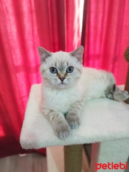 British Shorthair, Kedi  Kar topu fotoğrafı