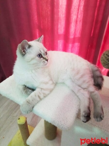 British Shorthair, Kedi  Kar topu fotoğrafı