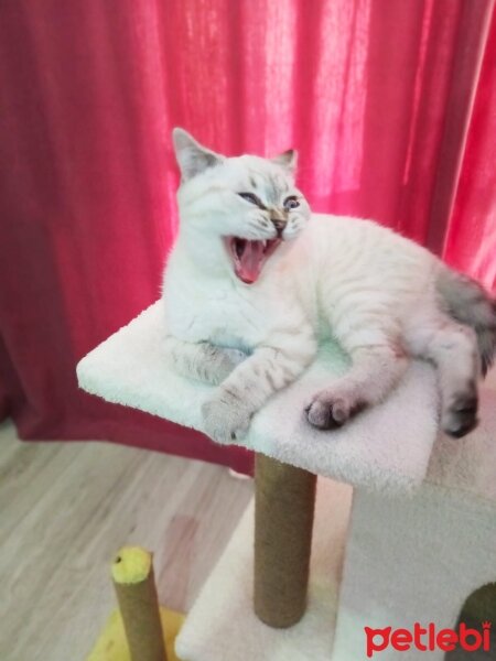 British Shorthair, Kedi  Kar topu fotoğrafı