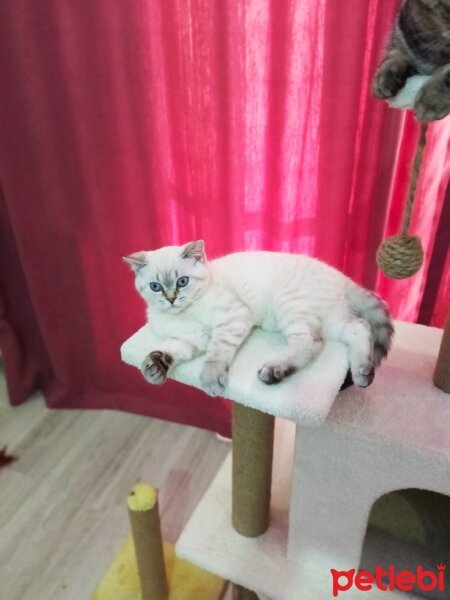 British Shorthair, Kedi  Kar topu fotoğrafı