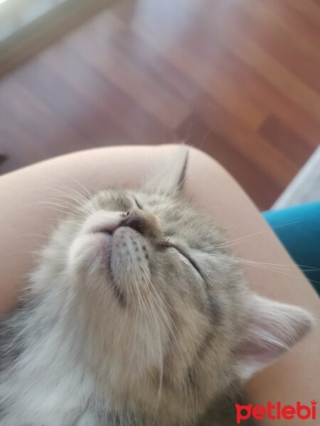 Scottish Fold, Kedi  Lina fotoğrafı