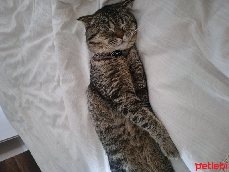 Scottish Fold, Kedi  Paşa fotoğrafı