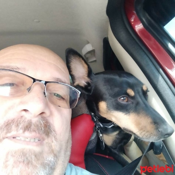 Minyatür Pinscher, Köpek  kiwi fotoğrafı