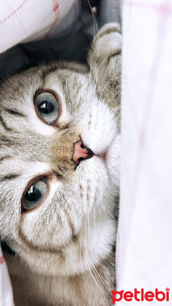 Scottish Fold, Kedi  Mars fotoğrafı