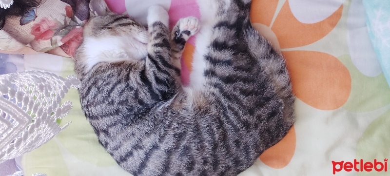 Tekir Kedi, Kedi  Nazlı fotoğrafı