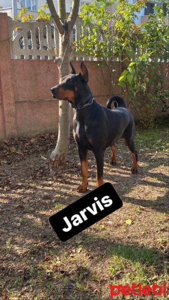 Doberman Pinscher, Köpek  Jarvis fotoğrafı