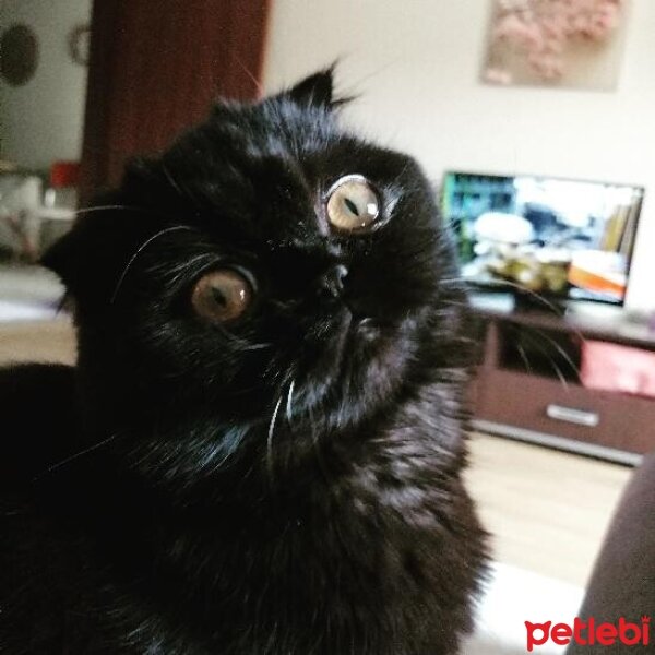 Scottish Fold, Kedi  Şila fotoğrafı