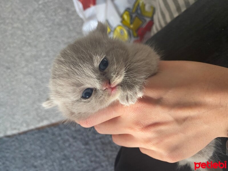 Scottish Fold, Kedi  Bal fotoğrafı