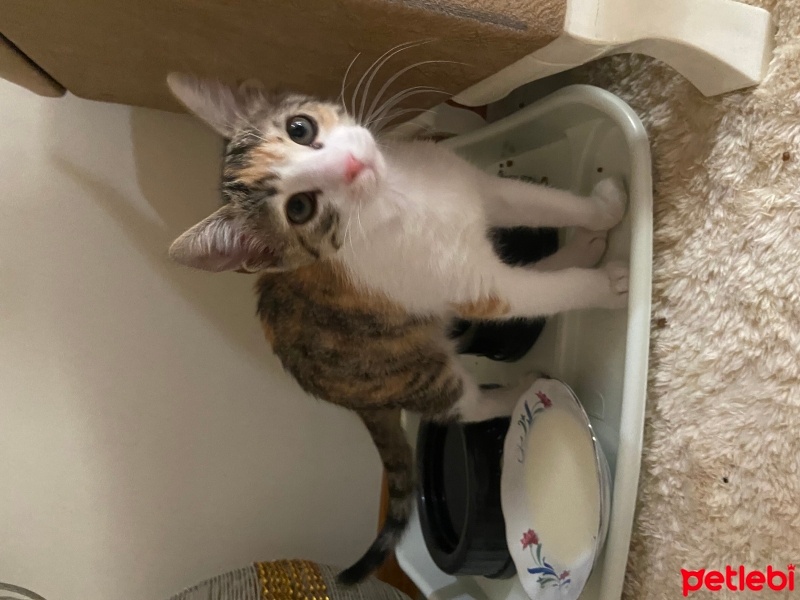 Tekir Kedi, Kedi  Pati fotoğrafı