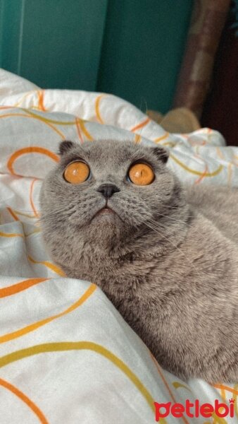 Scottish Fold, Kedi  Suffle fotoğrafı