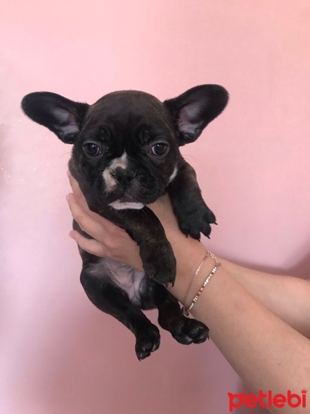 Fransız Bulldog, Köpek  French bulldog fotoğrafı