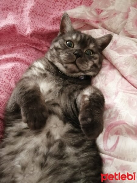 British Shorthair, Kedi  Oscar fotoğrafı