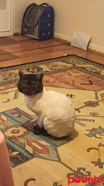 British Shorthair, Kedi  Oscar fotoğrafı