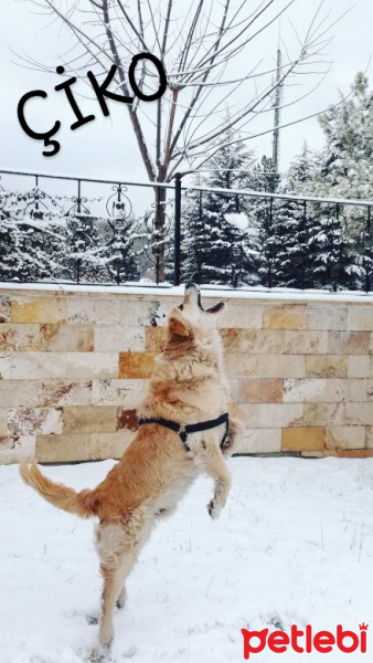 Golden Retriever, Köpek  ciko fotoğrafı