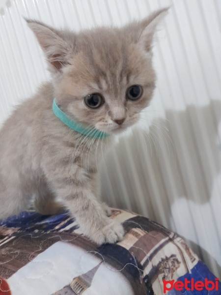British Shorthair, Kedi  Mia British Golden fotoğrafı