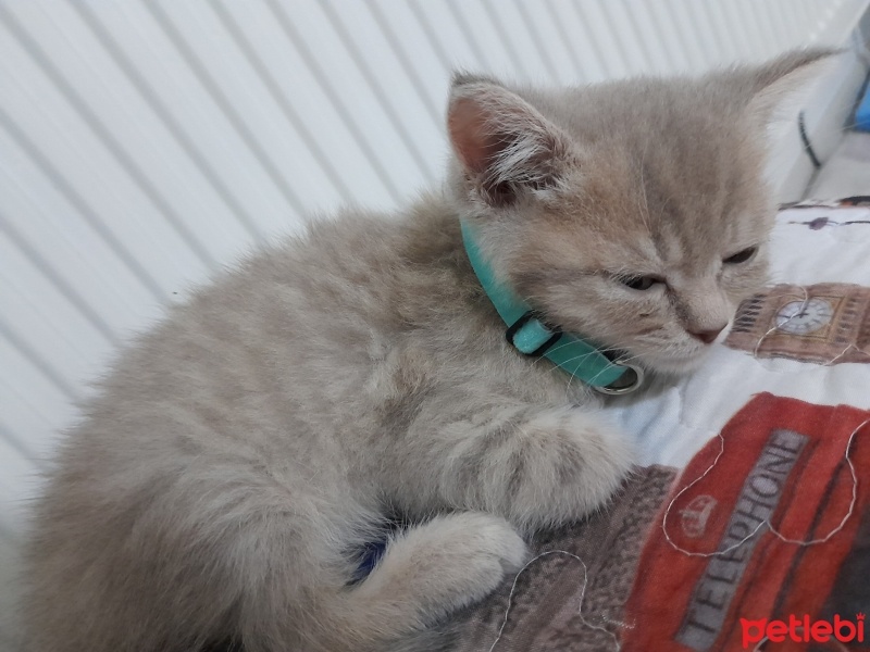 British Shorthair, Kedi  Mia British Golden fotoğrafı