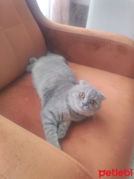 Scottish Fold, Kedi  Nana fotoğrafı