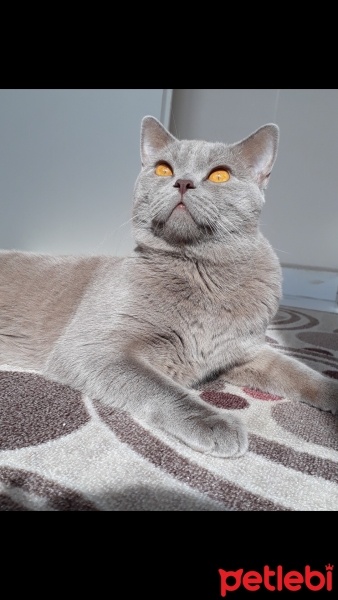 British Shorthair, Kedi  Leo fotoğrafı
