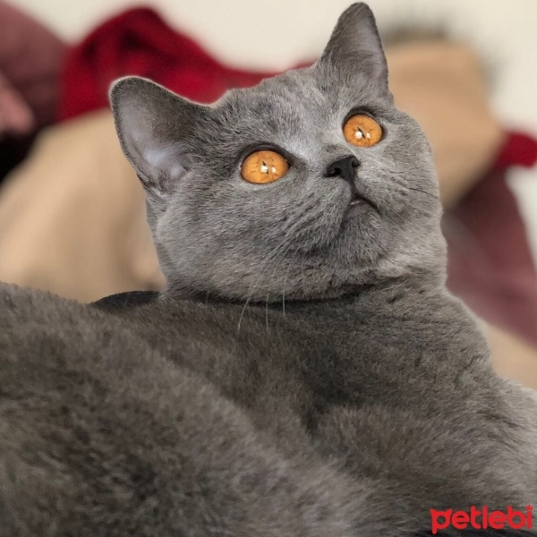 British Shorthair, Kedi  Boncuk fotoğrafı