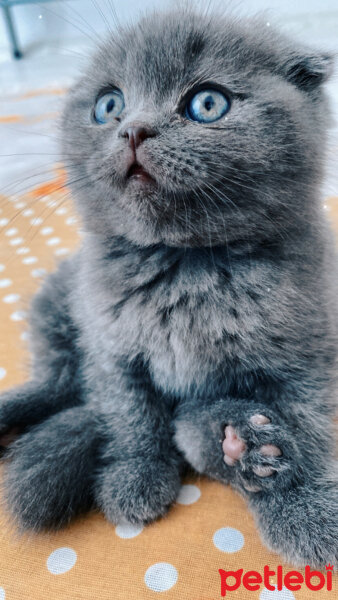 Scottish Fold, Kedi  Oscar fotoğrafı