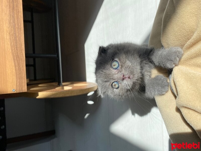 Scottish Fold, Kedi  Oscar fotoğrafı