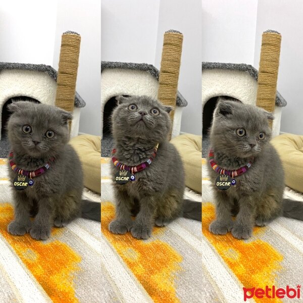 Scottish Fold, Kedi  Oscar fotoğrafı