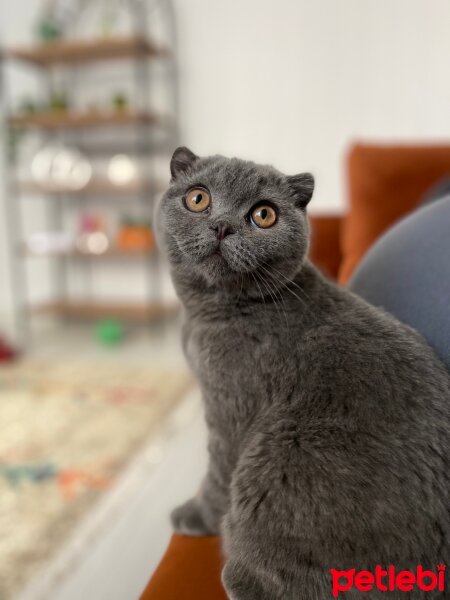 Scottish Fold, Kedi  Oscar fotoğrafı