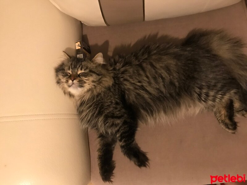 British Longhair, Kedi  Mars fotoğrafı