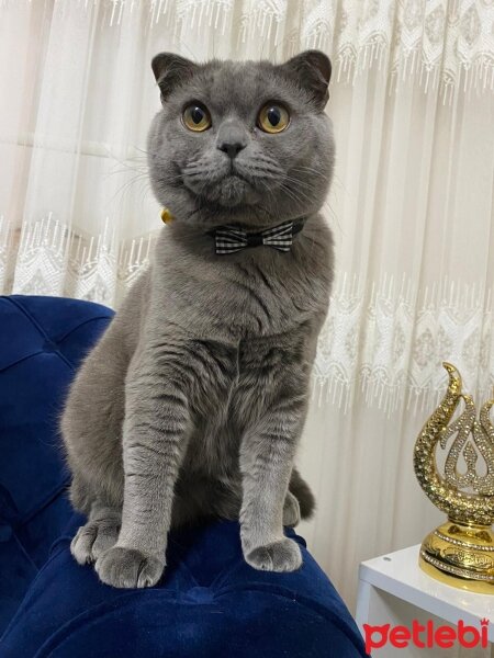 Scottish Fold, Kedi  Mırcan fotoğrafı