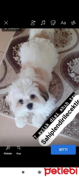 Shih Tzu, Köpek  Sila fotoğrafı