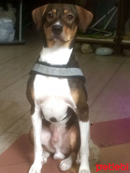 Beagle, Köpek  Tosun fotoğrafı