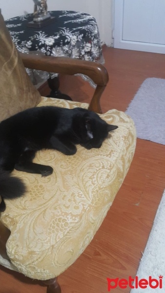 Bombay, Kedi  Zeytin fotoğrafı