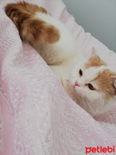 Scottish Fold, Kedi  Haşmet fotoğrafı