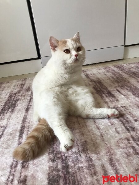 Scottish Fold, Kedi  Haşmet fotoğrafı