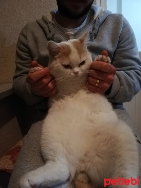 Scottish Fold, Kedi  Haşmet fotoğrafı