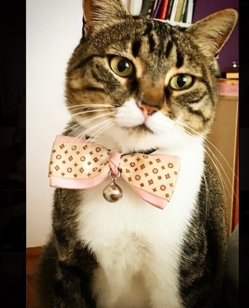 Tekir Kedi, Kedi  Minnoş fotoğrafı