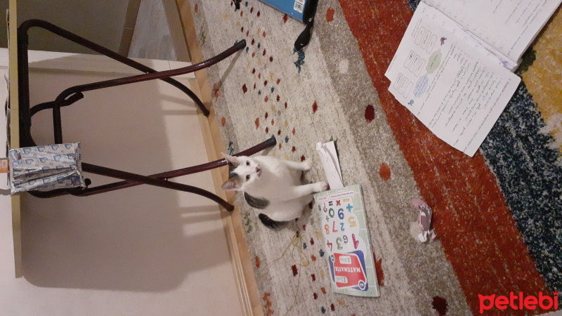 Tekir Kedi, Kedi  Boncuk fotoğrafı