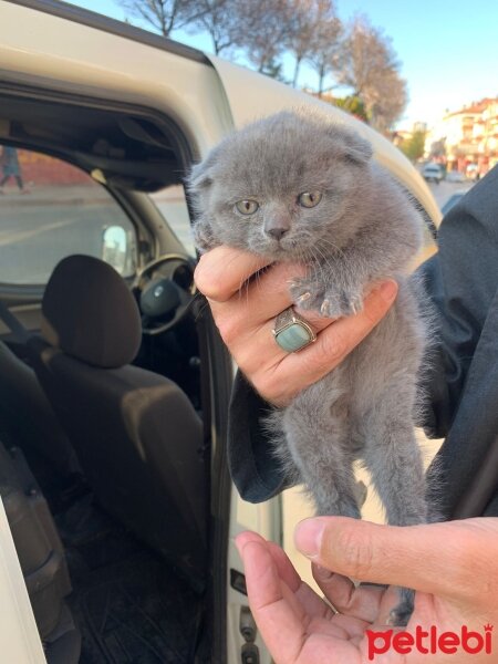 Scottish Fold, Kedi  Koymadım fotoğrafı